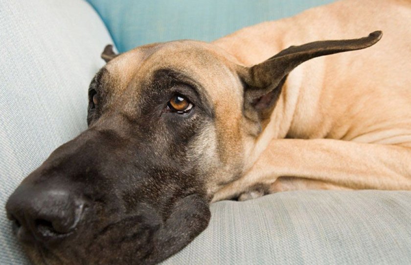 Nemeckij Dog Opisanie Foto Harakter Osobennosti Soderzhaniya I Uhoda Za Porodoj