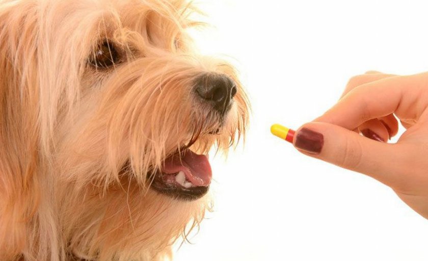 Пищевые добавки для суставов собаки Пищевые добавки для суставов собаки