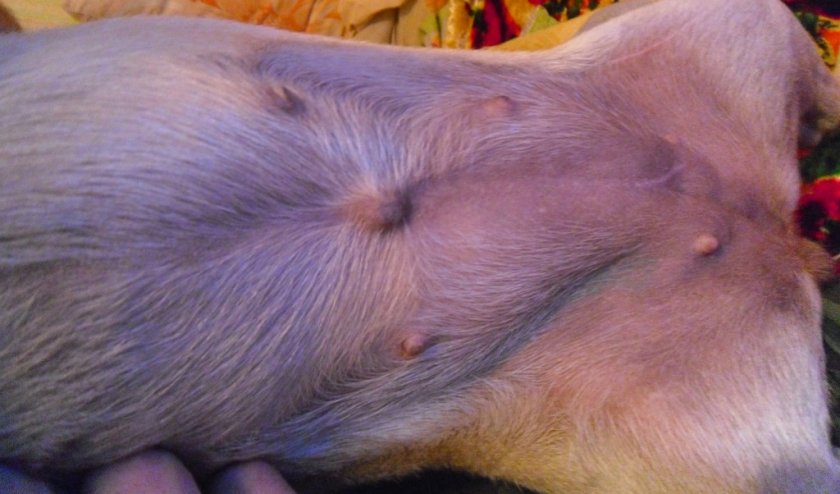 Пупочная грыжа у собаки