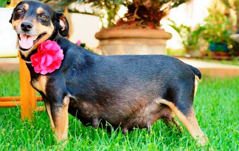 Беременная собака