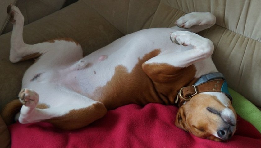 Пупочная грыжа у собаки