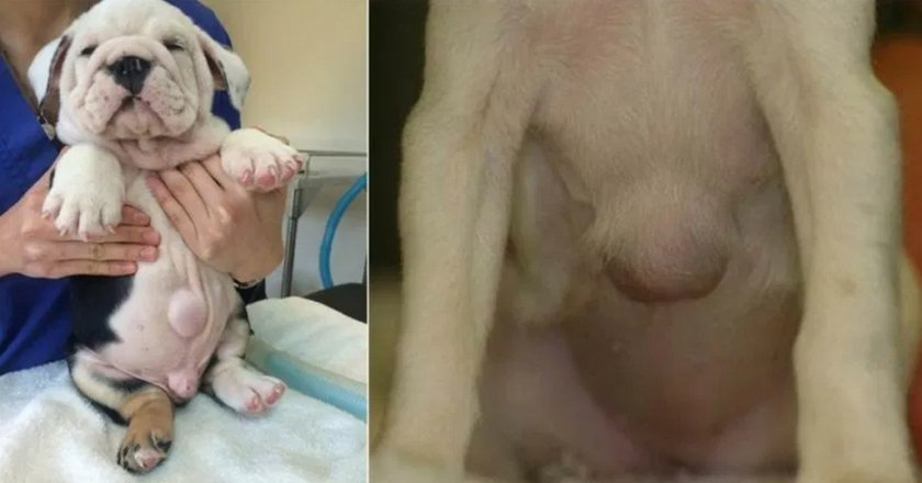 Пупочная грыжа у собаки