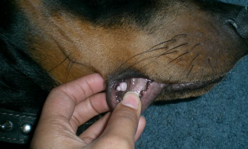 Папилломатоз в полости рта