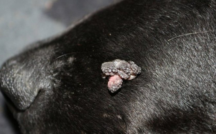 Папиллома у собаки
