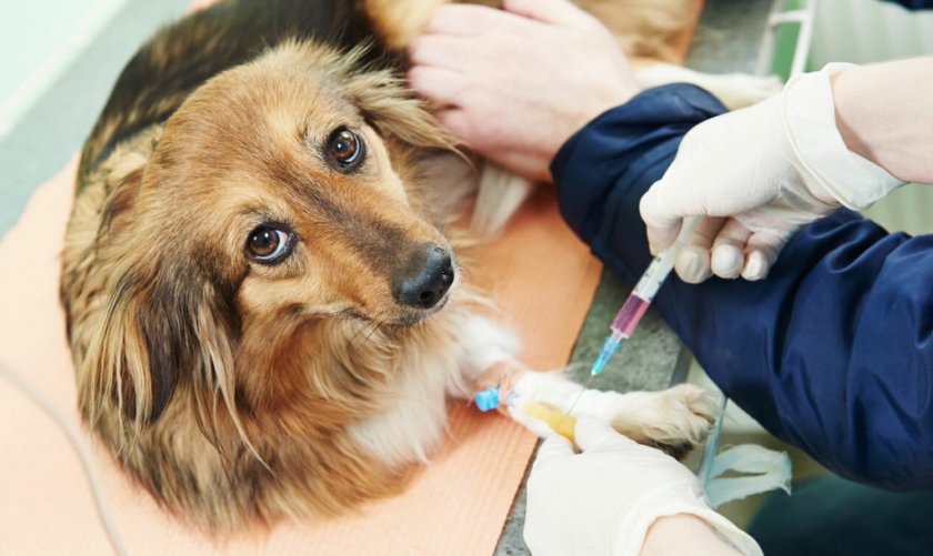 Внутривенное введение препарата собаке