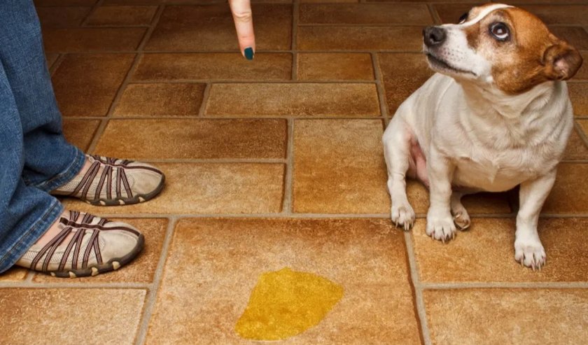 Недержание мочи у собаки