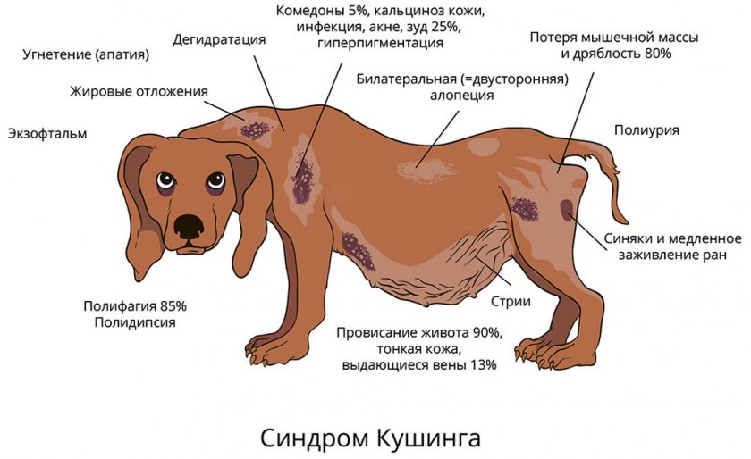 Синдром Кушинга у собаки
