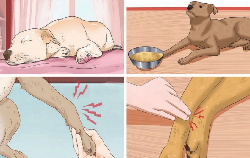 Симптомы почечной недостаточности у собаки