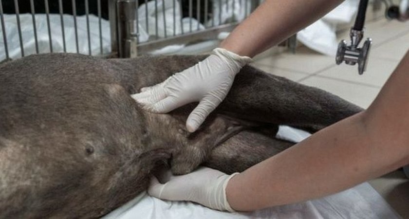 Диагностика раковой опухоли у собаки