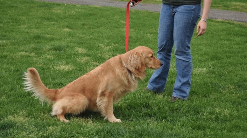 Выгул собаки