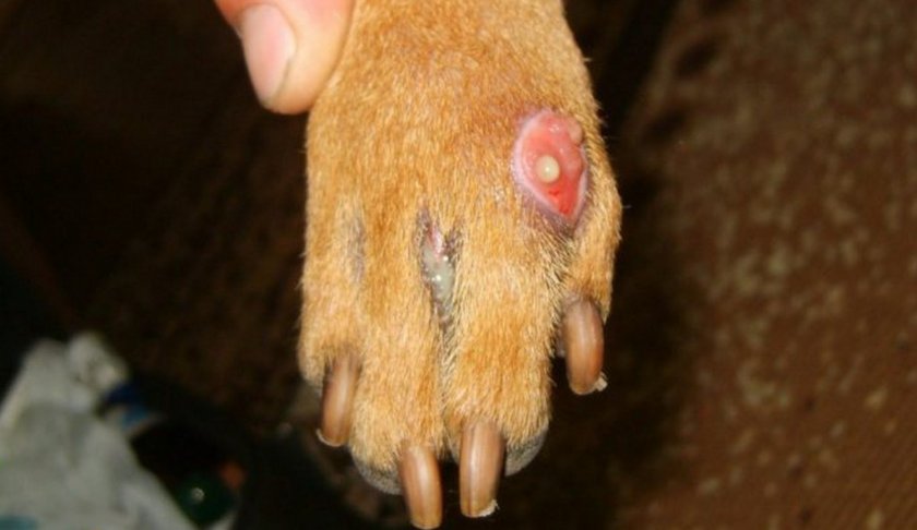 Абсцесс у собаки