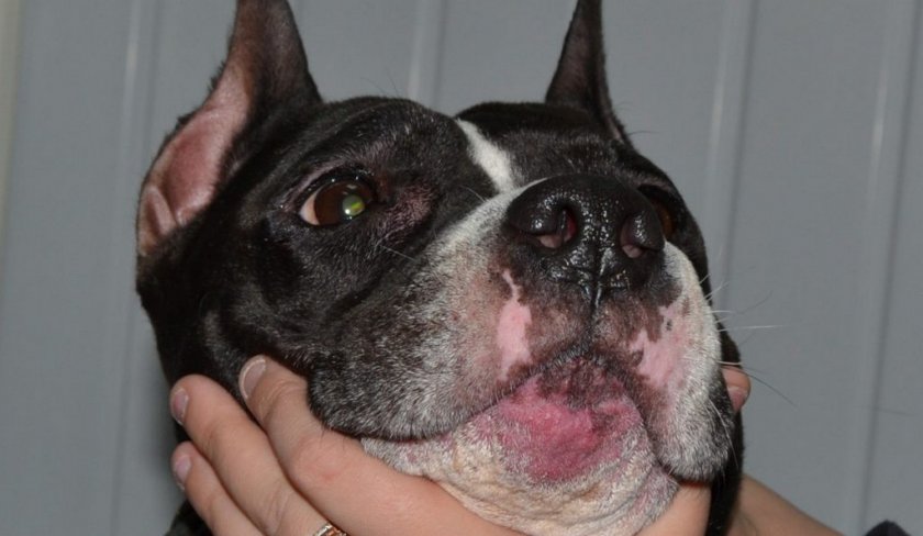 Пиодермия на морде у собаки