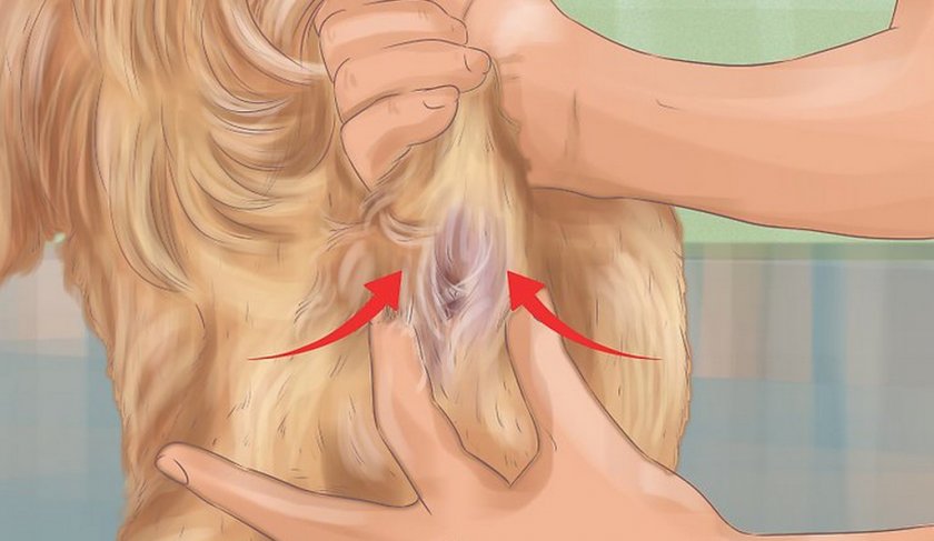 Чистка параанальных желёз собаки