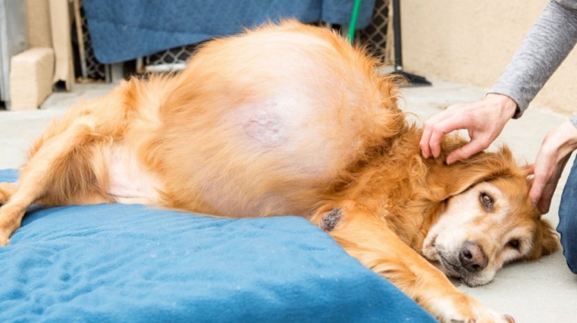 Злокачественная опухоль у собаки