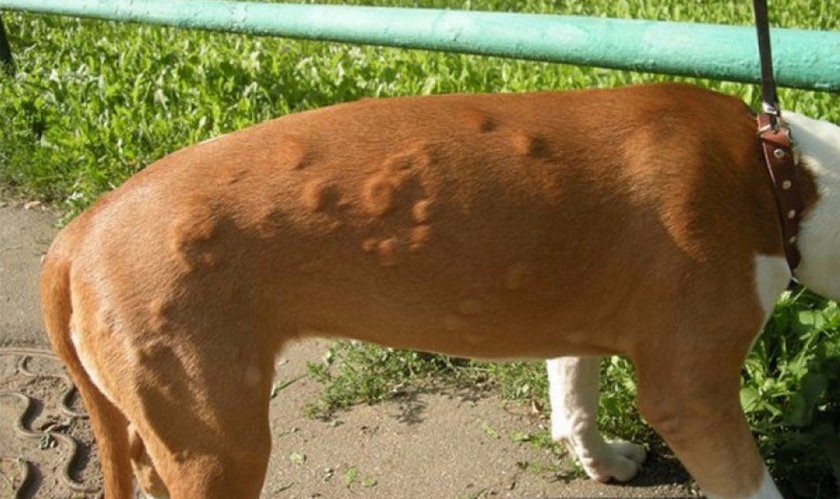 Шишки на теле у собаки