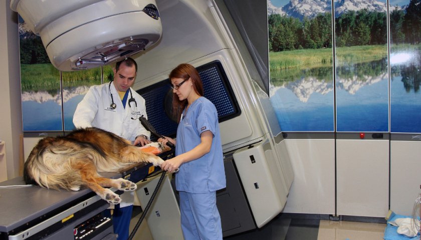 Лучевая терапия для лечения собаки