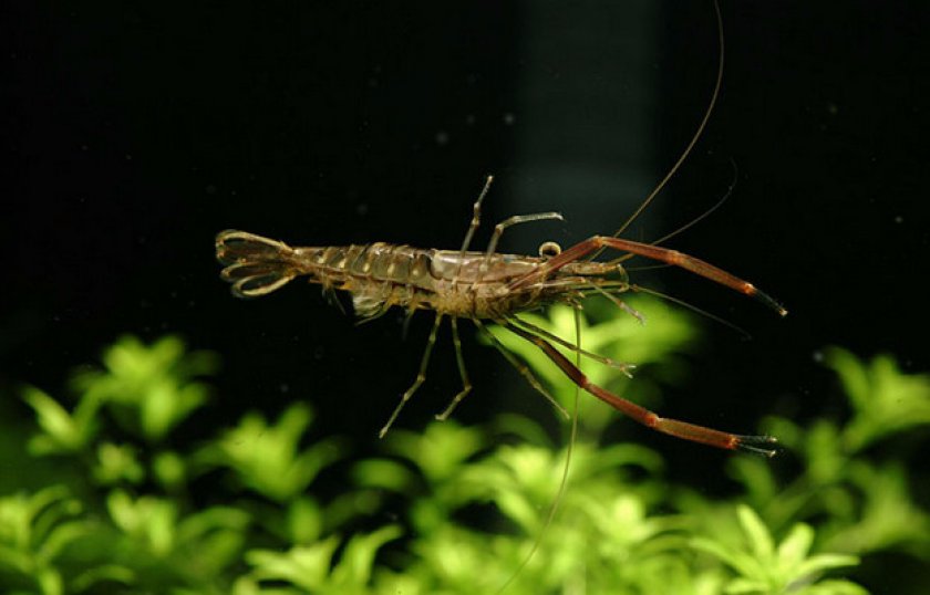 Креветка Макробрахиум Креветка Макробрахиум