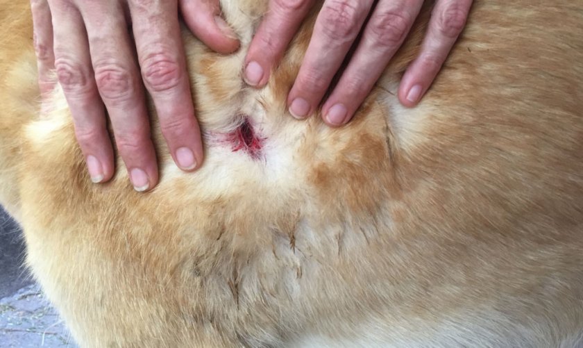 Колотая рана у собаки Колотая рана у собаки