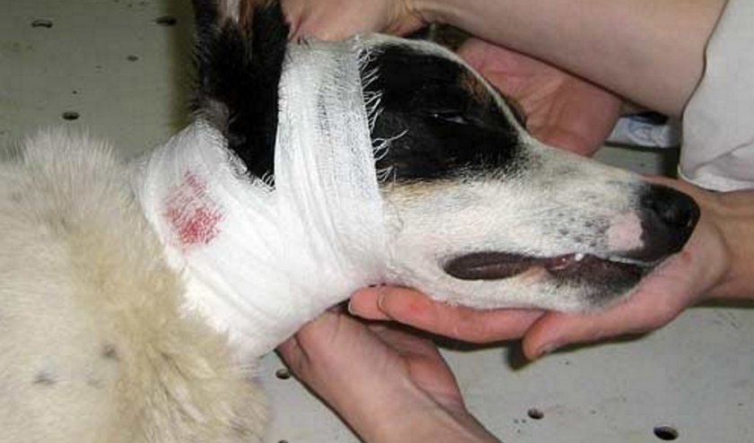 Рана у собаки Рана у собаки