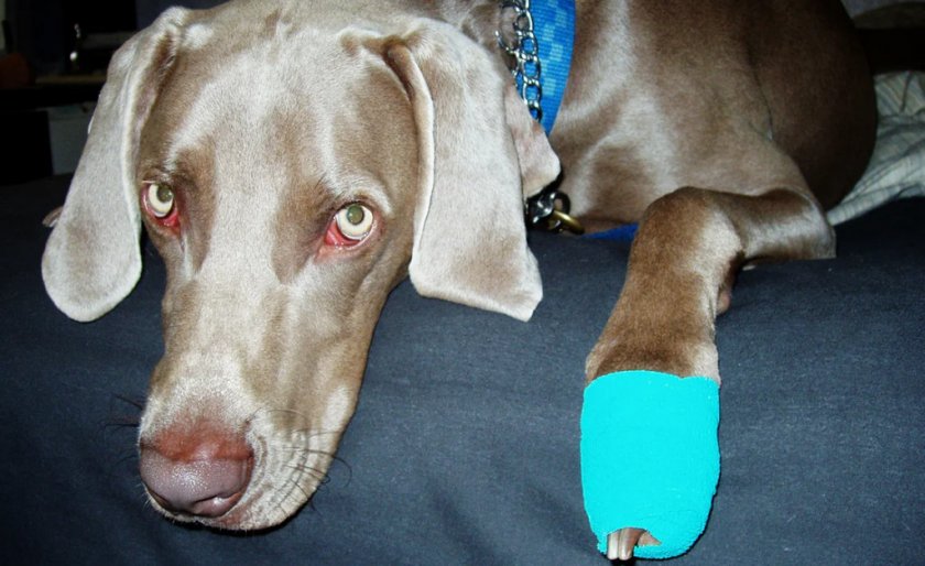 Ушиб у собаки Ушиб у собаки