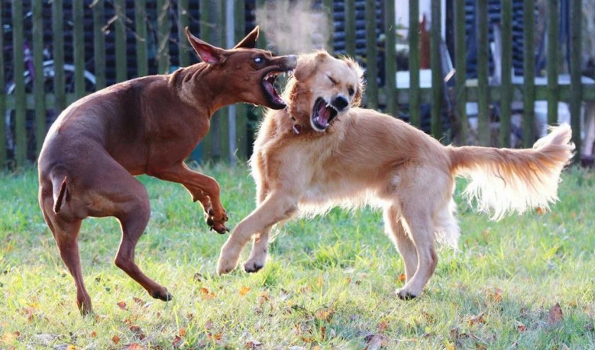 Собаки кусаются Собаки кусаются