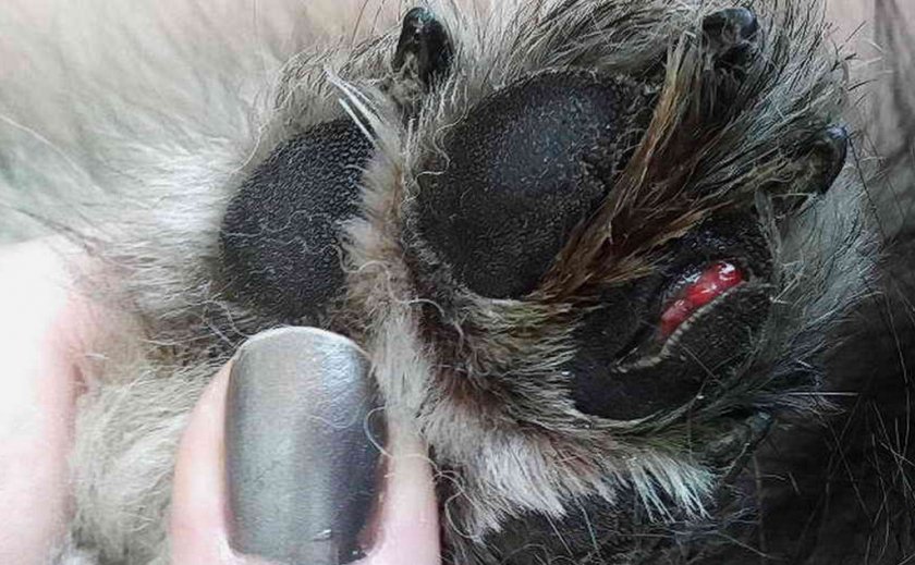 Порез на лапе у собаки Порез на лапе у собаки