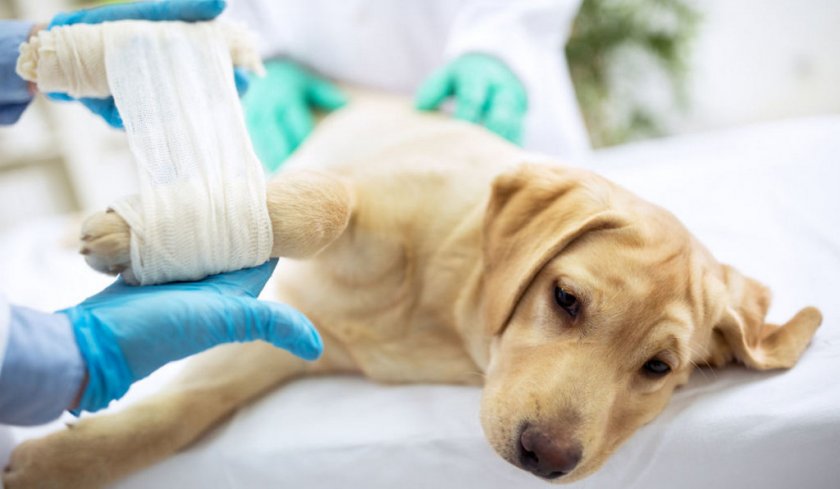 Рана у собаки Рана у собаки