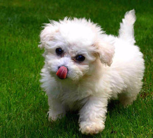 Бишон фризе