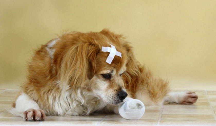 Помощь собаке Помощь собаке