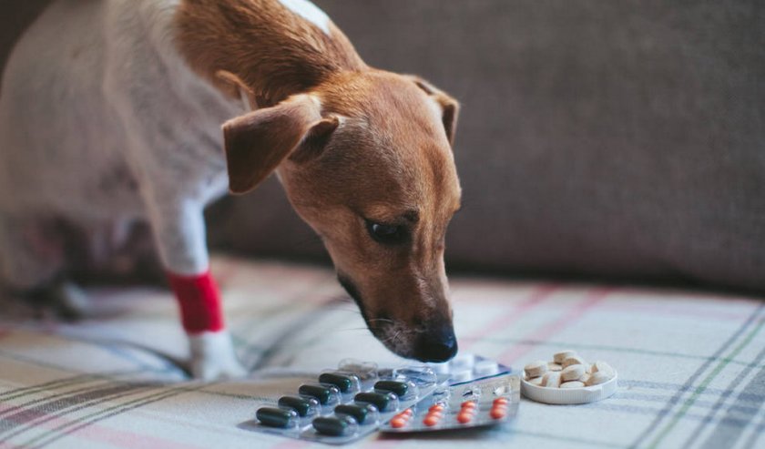 Лечение собаки Лечение собаки
