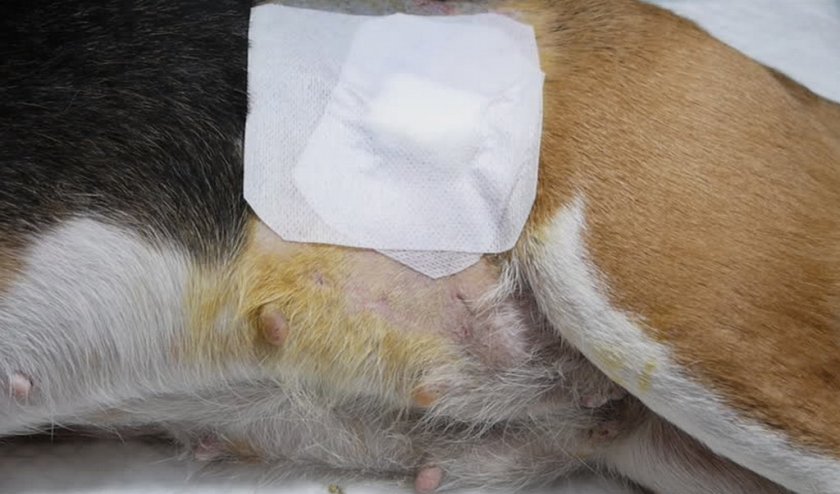 Долго не заживает рана у собаки Долго не заживает рана у собаки