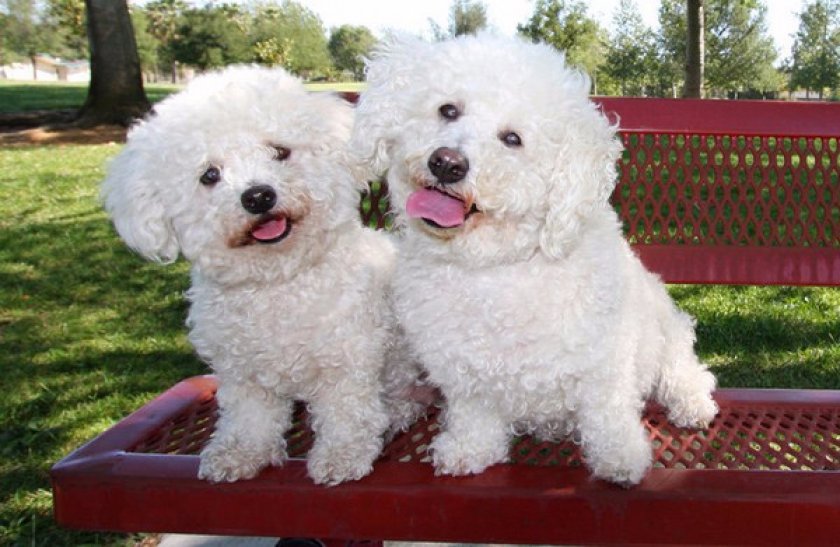 Бишон фризе