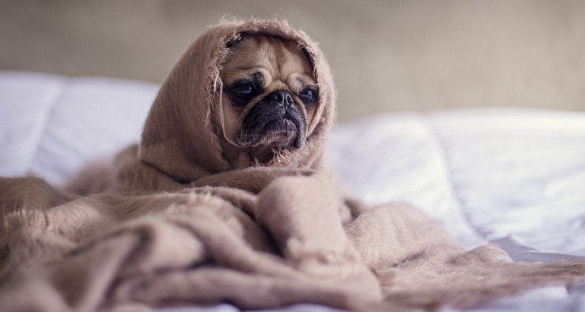 Переохлаждение собаки Переохлаждение собаки