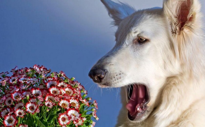 Аллергия у собаки Аллергия у собаки