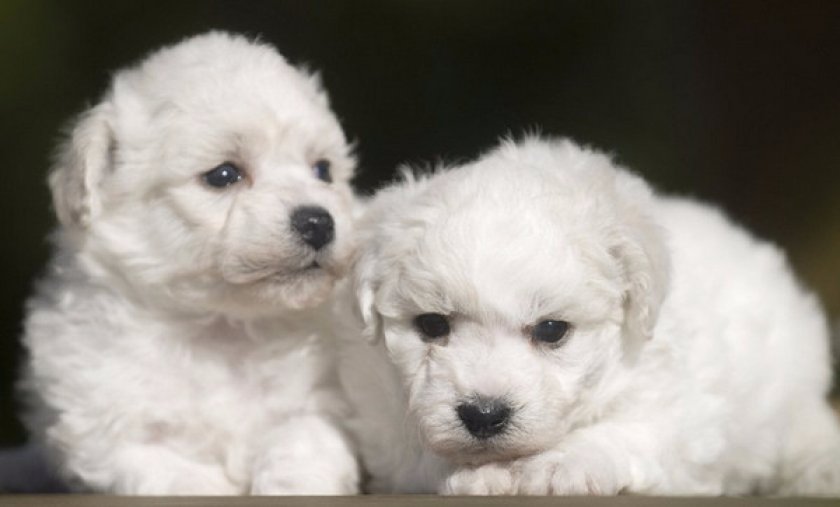 Бишон фризе