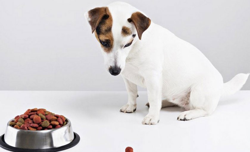 Собака отказывается кушать Собака отказывается кушать