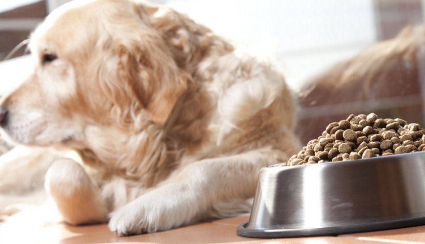 Собака вялая и отказывается есть Собака вялая и отказывается есть