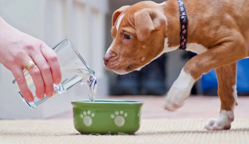 Собака отказывается от воды Собака отказывается от воды