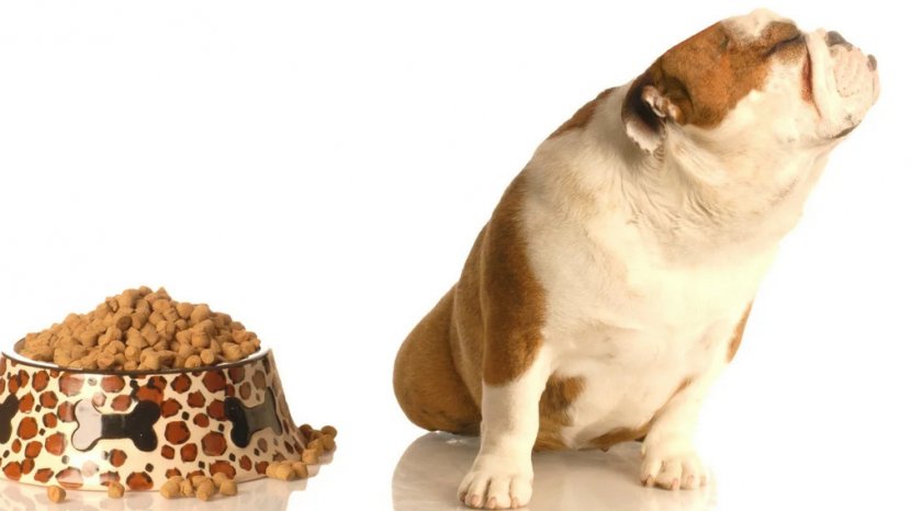 Собака отказывается кушать Собака отказывается кушать