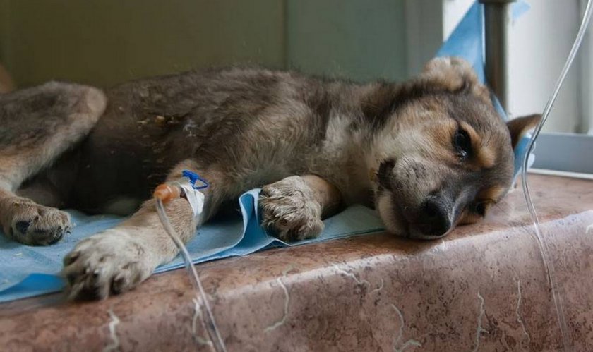 Энтерит у собаки Энтерит у собаки