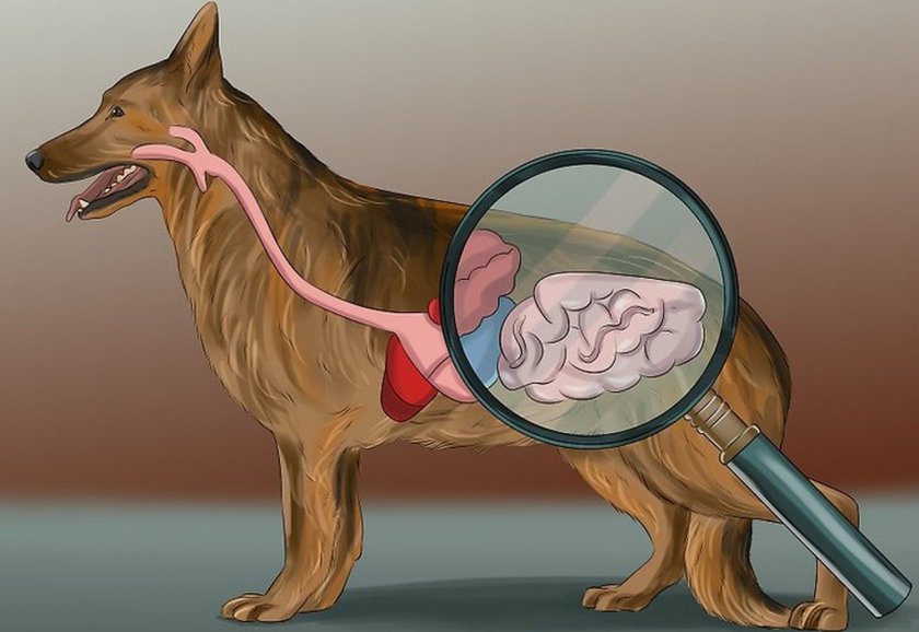 Рак желудка у собаки Рак желудка у собаки