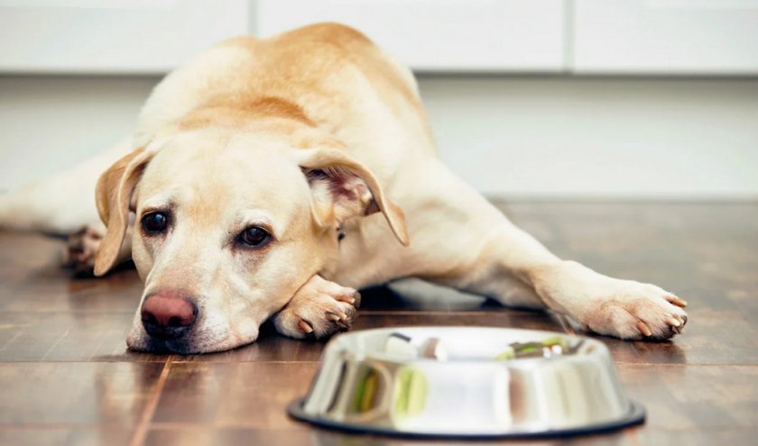 Собака отказывается от воды Собака отказывается от воды