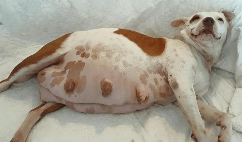 Беременная собака Беременная собака