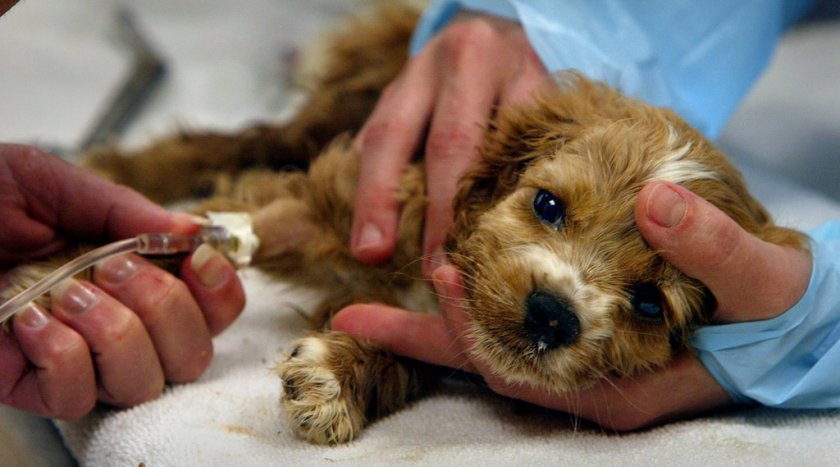 Больной щенок Больной щенок