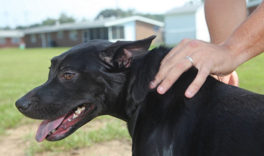 Проверка кожи на холке у собаки Проверка кожи на холке у собаки