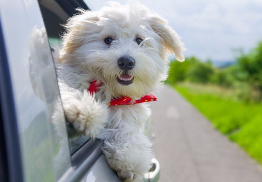 Бишон фризе