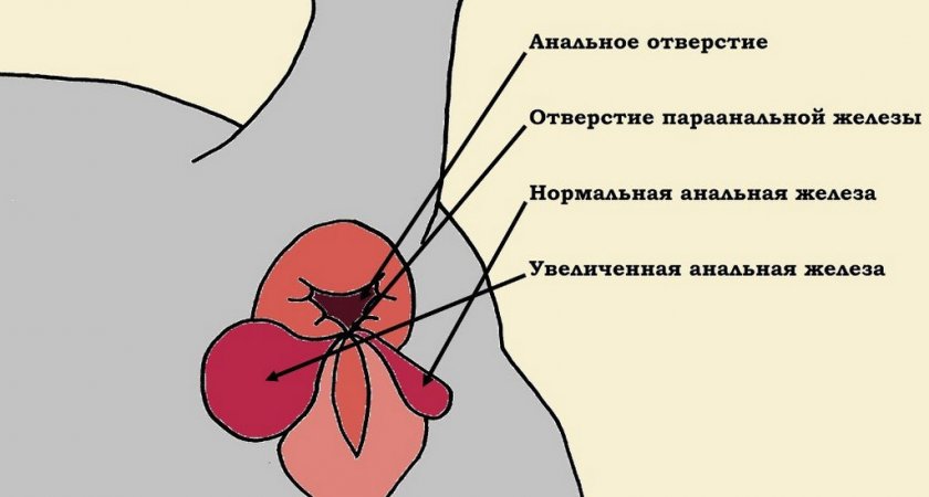 Параанальные железы у собак Параанальные железы у собак