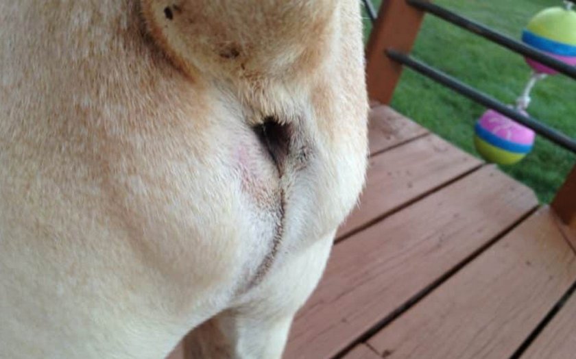 Воспалённые параанальные железы у собаки Воспалённые параанальные железы у собаки