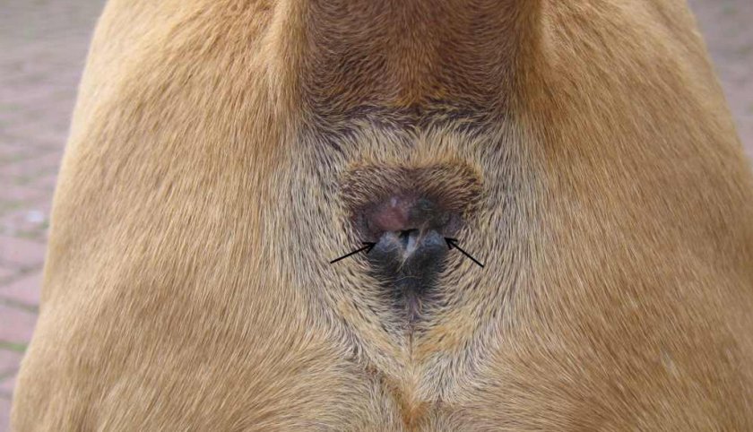 Параанальные железы у собак