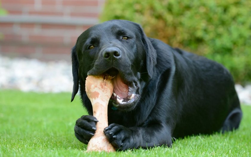 Собака ест кость